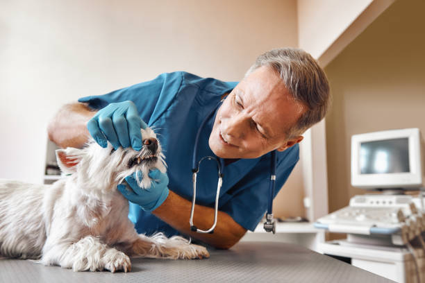 Best Same-Day Emergency Dental Services in Point Pleasant, WV